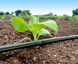 Buy Drip Irrigation for Agricultural